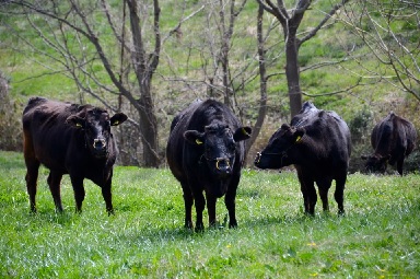 Tsudaka Livestock Farm