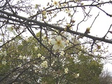 4月桜